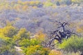 Landscape in Mapungubwe