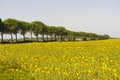 Landscape in Maremma (Tuscany) Royalty Free Stock Photo