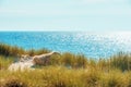 Landscape with marram grass dunes and the horizon over the sea Royalty Free Stock Photo