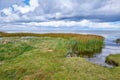 Landscape of marsh lake with reeds against a cloudy horizon. Green field of wild grass by the seaside with a blue sky in Royalty Free Stock Photo