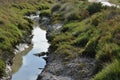 Landscape marsh