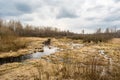 Landscape of marshland with a leaf bare tree silhouetted against a cloudy blue sky. Dead marsh grasses, water with reflection & Royalty Free Stock Photo