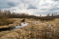 Landscape of marshland with a leaf bare tree silhouetted against a cloudy blue sky. Dead marsh grasses, water with reflection & Royalty Free Stock Photo