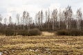 Landscape of marshland with a leaf bare tree silhouetted against a cloudy blue sky. Dead marsh grasses, water with reflection & Royalty Free Stock Photo