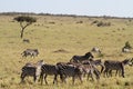 Masai mara landscape Royalty Free Stock Photo