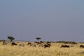 Masai mara landscape Royalty Free Stock Photo
