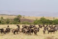 Masai mara landscape Royalty Free Stock Photo