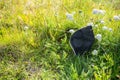 Landscape of mask litter on the grass at Lake Myvatyn Diamond Circle Iceland Royalty Free Stock Photo