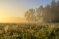 Landscape with meadow covered by cobwebs