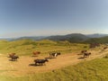 Landscape of meadow and mountains with cow Royalty Free Stock Photo