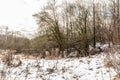 the landscape meadow near the forest covered with the first snow in early winter Royalty Free Stock Photo