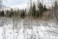 the landscape meadow near the forest covered with the first snow in early winter Royalty Free Stock Photo