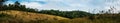 Landscape of Meadow with tree , Khao Yai National Park Thailan