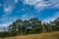 Landscape of Meadow with tree , Khao Yai National Park Thailan