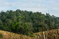 Landscape of Meadow with tree , Khao Yai National Park Thailan