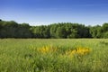 Landscape with meadow, trees and blue sky