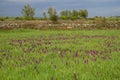 Landscape with Meadows and Orchids