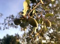 Landscape in the Mediterranean forest environment. Acorns in natural environment. Seasonal fruit among trees and low vegetation. N