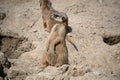 Landscape of meercat (Suricata) in enclosure at Berlin Zoo in Mitte Berlin