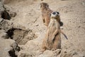 Landscape of meercat (Suricata) in enclosure at Berlin Zoo in Mitte Berlin