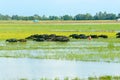 Landscape, Mekong Delta, buffalo, flooded rice field