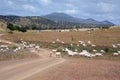 Landscape and merino flock