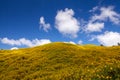 Landscape,Mexican sunflower weed (Tithonia diversifolia)