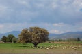 Landscape with mighty tree and sheeps