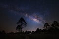 Landscape with milky way galaxy, Night sky with stars and silhouette of pine tree Royalty Free Stock Photo