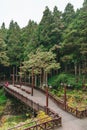 Landscape of the misty cypress and cedar forest and bridge in Alishan National Forest Recreation Area in winter in Chiayi County