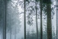 Landscape of a misty and gloomy forest