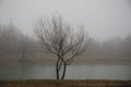 Landscape with misty morning fog in the Forest Lake or Beautiful forest lake in the morning at winter time. Azerbaijan nature. Royalty Free Stock Photo