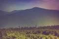 Landscape of misty mountain hills covered by forest. Royalty Free Stock Photo