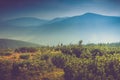 Landscape of misty mountain hills covered by forest. Royalty Free Stock Photo