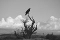 Raven on dead tree in Canyonlands National Park