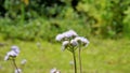 Landscape mode Flowers of Ageratum conyzoides also known as Tropical whiteweed, Billygoat plant, Goatweed, Bluebonnet, Bluetop,