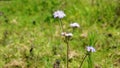 Landscape mode Flowers of Ageratum conyzoides also known as Tropical whiteweed, Billygoat plant, Goatweed, Bluebonnet, Bluetop,