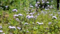 Landscape mode Flowers of Ageratum conyzoides also known as Tropical whiteweed, Billygoat plant, Goatweed, Bluebonnet, Bluetop,