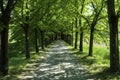 Landscape of Monferrato near Gavi at springtime