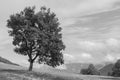 Landscape on Monte Bondone in monochrome Royalty Free Stock Photo