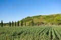 Landscape Montepulciano, Tuscany, Toscana, Italy, Italia