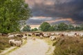 Landscape moorland BalloÃÂ«rveld with foraging herd of Drenthe heath sheep Royalty Free Stock Photo