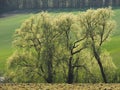 Landscape in Moravia in Central Europe with alders in backlight