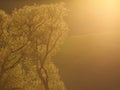 Landscape in Moravia in Central Europe with alders in backlight