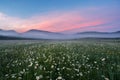 Landscape, morning mist, dawn on a chamomile field in the mountains.