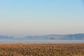 Landscape morning mist over farm field with harvested corn in autumn Royalty Free Stock Photo