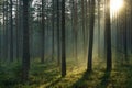 Landscape of the morning pine forest, illuminated by the dawn sun on the right