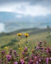 Landscape with a mountain and fields with flowers close up on a cloudy summer day after rain with a haze