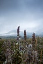 Landscape with a mountain and fields with flowers close up on a cloudy summer day after rain with a haze