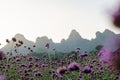 Landscape of mountain and flower field in the morning at Phu Pha Muak homestay in Chiang Dao district, Thailand